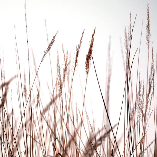 istock Abstract grasses close-up with light background. 1324226379