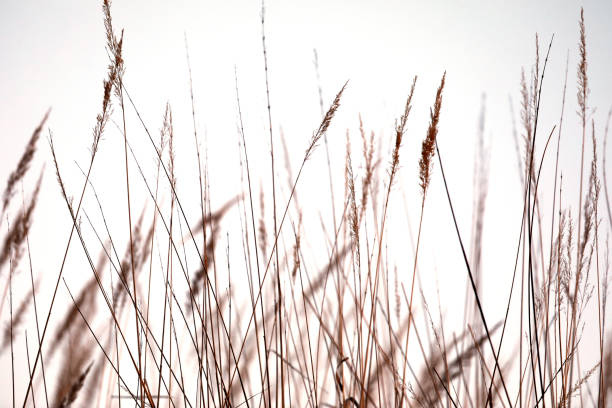 istock Abstract grasses close-up with light background. 1324226396