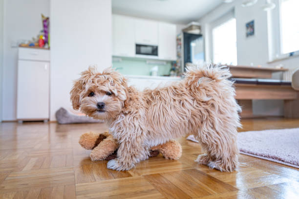 istock Little cute maltipoo puppy 1324226397
