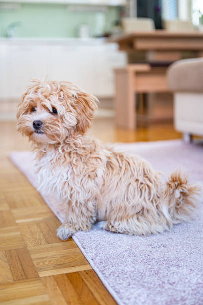istock Little cute maltipoo puppy 1324226403