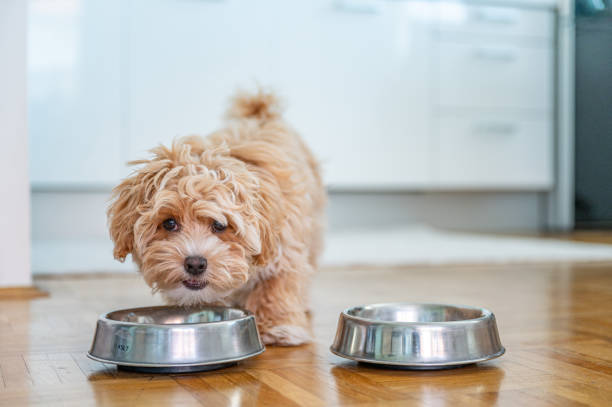 piccolo cucciolo carino di maltipoo - dog eating puppy food foto e immagini stock