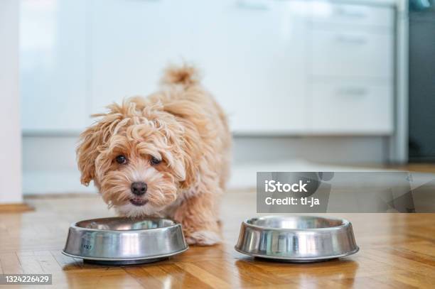 Little Cute Maltipoo Puppy Stock Photo - Download Image Now - Dog, Eating, Puppy