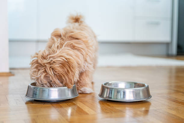 istock Little cute maltipoo puppy 1324226431