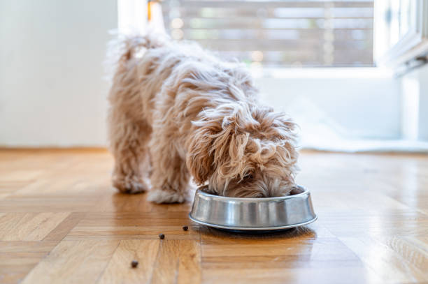 istock Little cute maltipoo puppy 1324226475