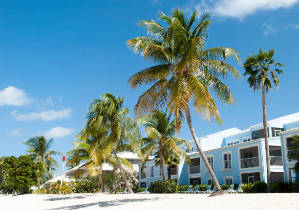 istock Grand Cayman Island Leaning Palm Trees 1324226480