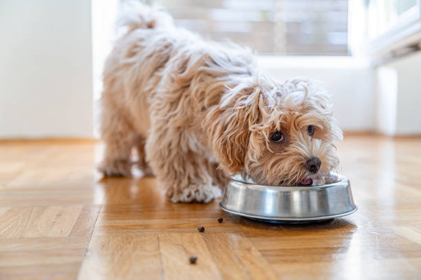 mały uroczy szczeniak maltipoo - dog eating puppy food zdjęcia i obrazy z banku zdjęć