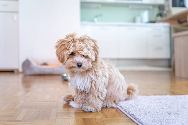 istock Little cute maltipoo puppy 1324226515
