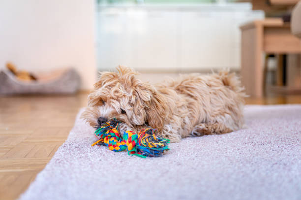 istock Little cute maltipoo puppy 1324226525