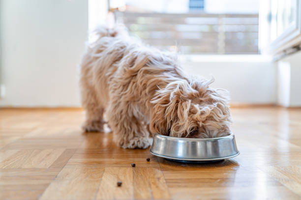 istock Little cute maltipoo puppy 1324226548