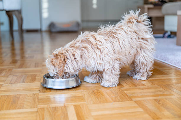 istock Little cute maltipoo puppy 1324226568