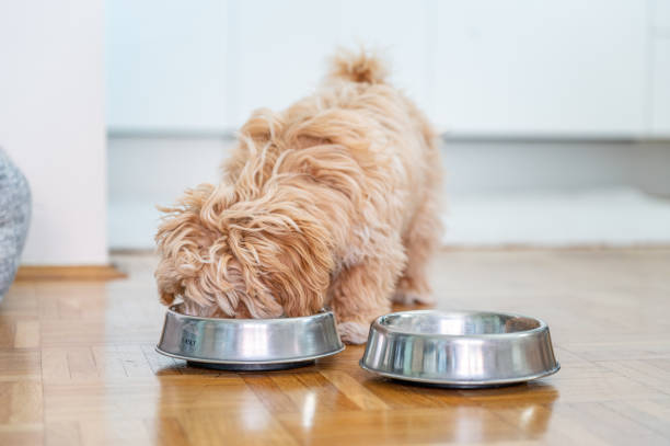 istock Little cute maltipoo puppy 1324226573