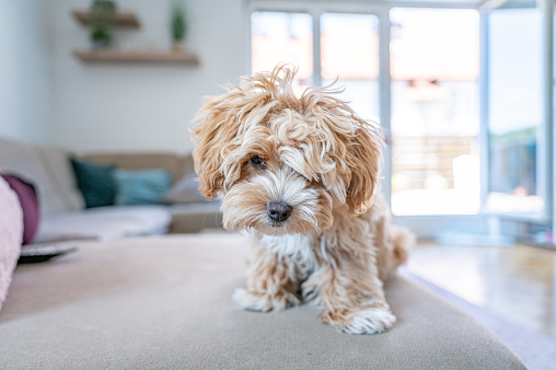 Little cute maltipoo puppy on the sofa in a living room.