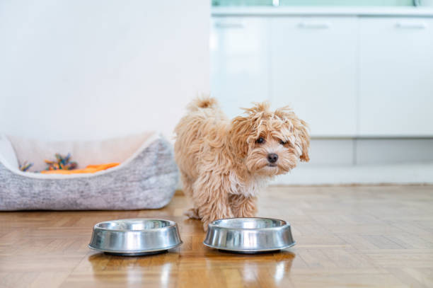 istock Little cute maltipoo puppy 1324226586
