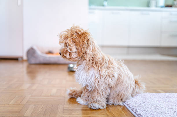 istock Little cute maltipoo puppy 1324226645