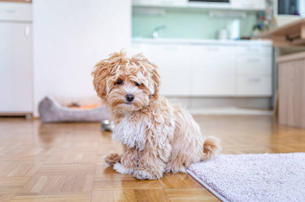 istock Little cute maltipoo puppy 1324226646