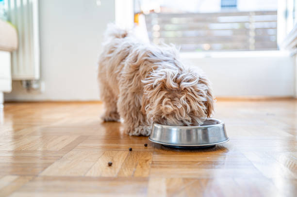istock Little cute maltipoo puppy 1324226659