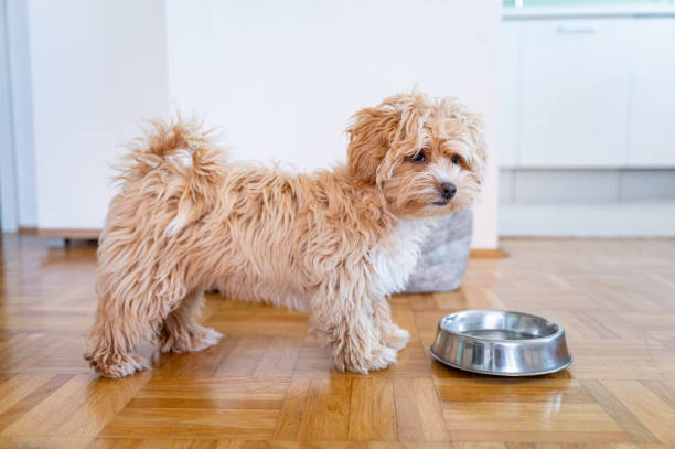 istock Little cute maltipoo puppy 1324226675