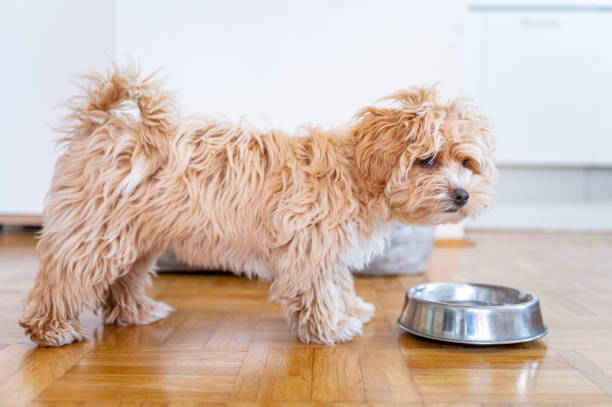 istock Little cute maltipoo puppy 1324226692