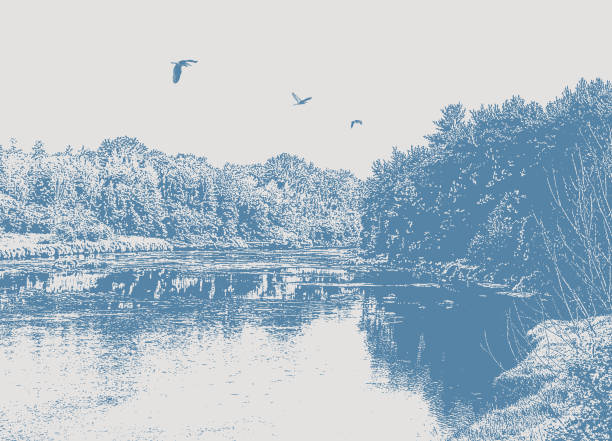 ilustraciones, imágenes clip art, dibujos animados e iconos de stock de río salvaje y bosque con grandes garzas azules - old fashioned scenics engraving river