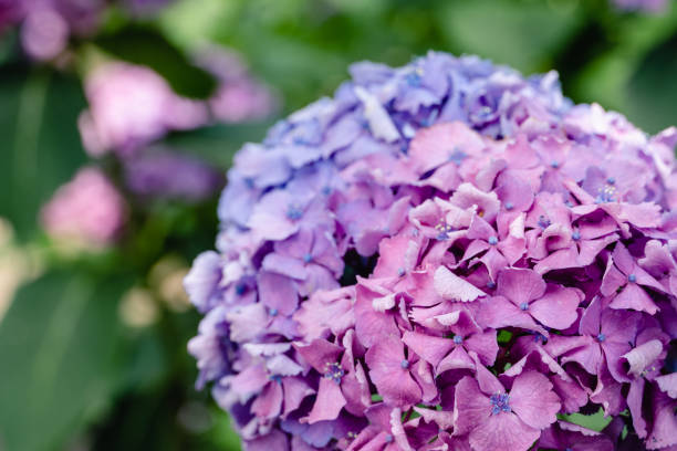 istock Hydrangea in rainy season early June. 1324228045