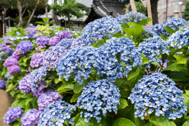 istock Hydrangea in rainy season early June. 1324228077