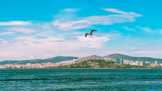 Seagull flying over the sea. Adalare islands, Istanbul, Turkey.
