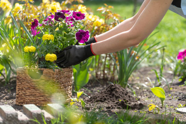 istock Gardener taking out Petunia flower from wicker basket 1324230215