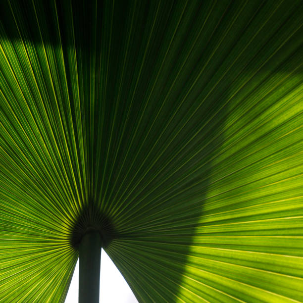 Palm leaf, fan palm, hemp palm, decorative detail picture.