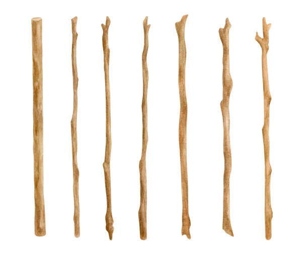 watercolor деревянные палочки набор. нарисованные вручную ветви деревьев изолированы на белом. украшения из голых веток, деревянные стволы, дер� - stick wood isolated tree stock illustrations