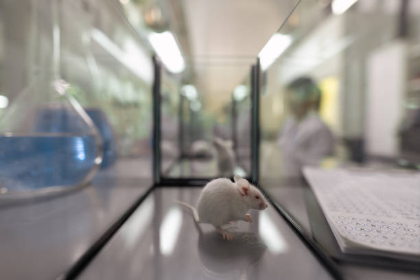 istock White mouse sitting inside glass container in scientific laboratory 1324230923