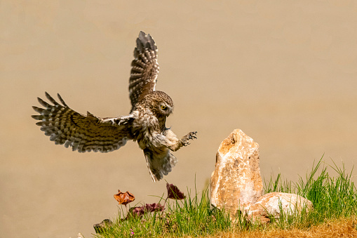 A little owl in flight landing on a rock with golden background , horizontal shot , Italy