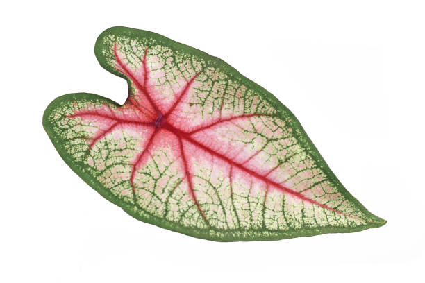 istock Exotic 'Caladium White Queen' leaf with pink and green veins 1324232084