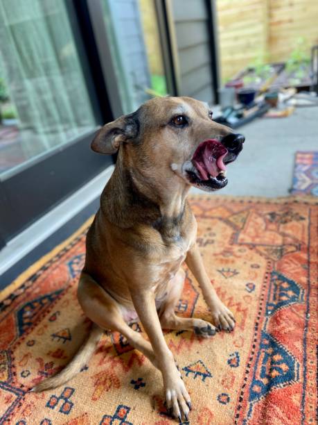 istock Happy dog sitting and licking 1324232531