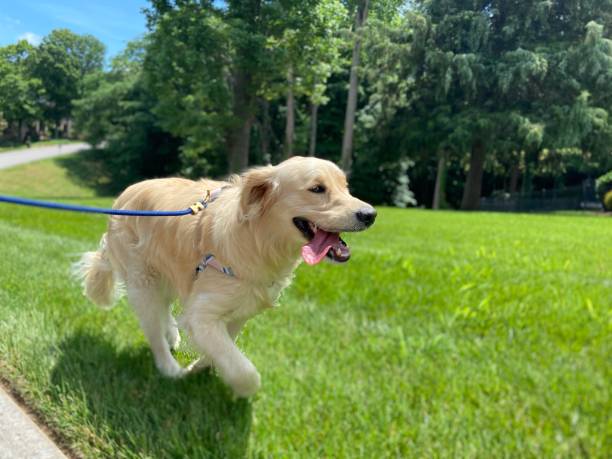 istock Happy Golden Retriever on a walk 1324232645