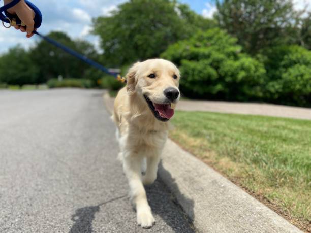 istock Happy Golden Retriever on a walk 1324233161