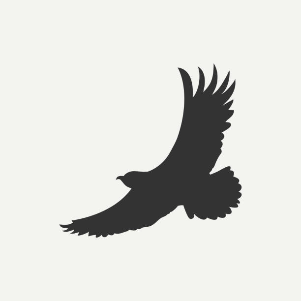 ilustraciones, imágenes clip art, dibujos animados e iconos de stock de icono de eagle. plantilla de logotipo. ave de depredador. vector - the eagle