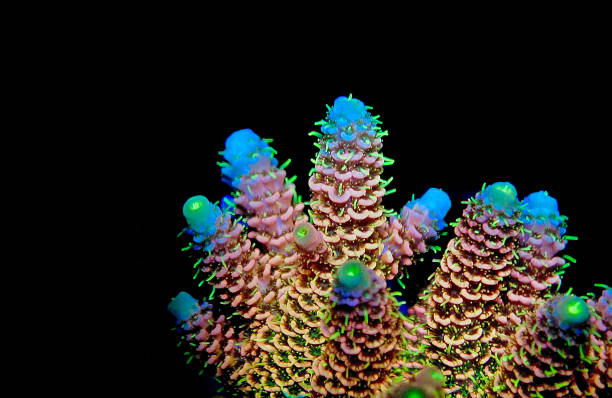 istock Acropora millepora colorful sps coral on black background 1324235520