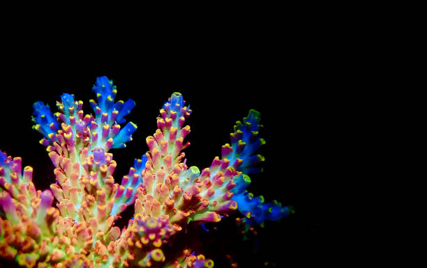 istock Acropora millepora colorful sps coral on black background 1324235620