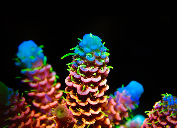 acropora millepora colorido sps coral em fundo preto - coral snake - fotografias e filmes do acervo