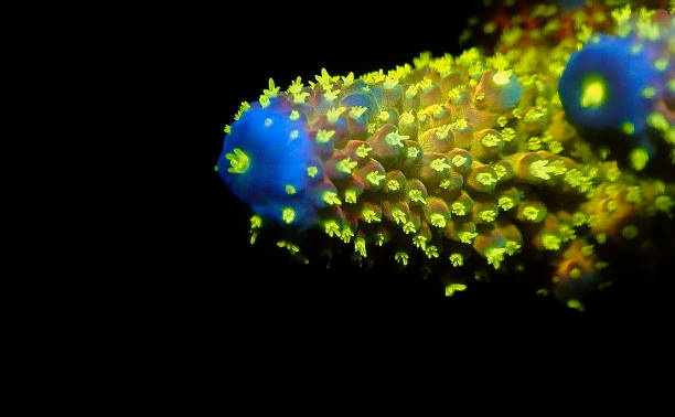 istock Acropora millepora colorful sps coral on black background 1324235935