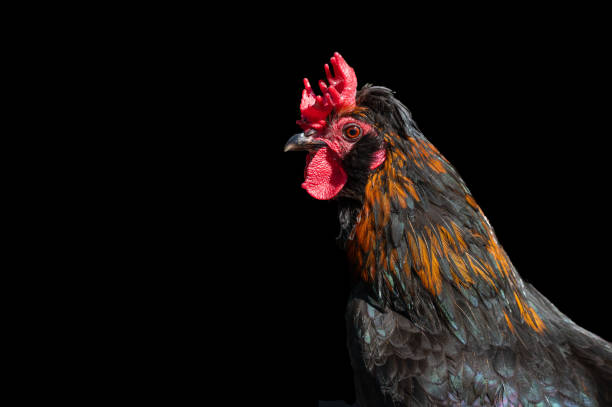istock Barnevelder cockerel rooster chicken 1324235937