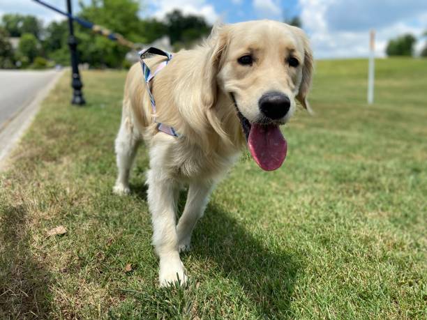 istock Happy Golden Retriever on a walk 1324235966