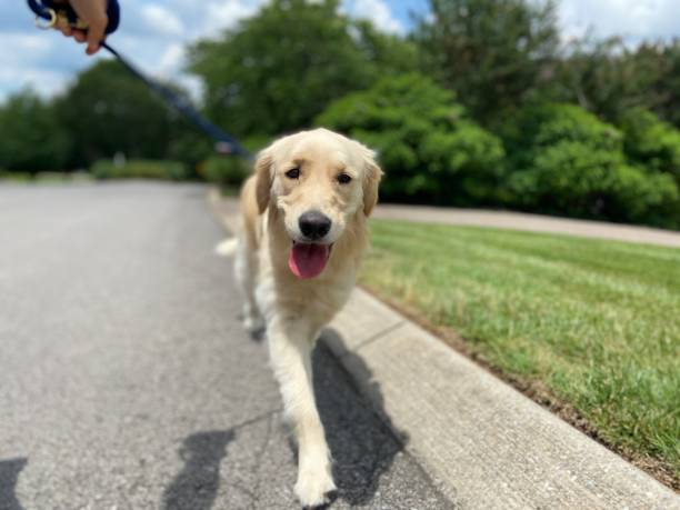 istock Happy Golden Retriever on a walk 1324235980