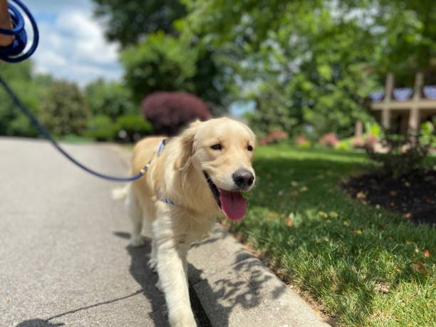 istock Happy Golden Retriever on a walk 1324235991