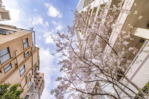 Cherry blossoms in full bloom in the city