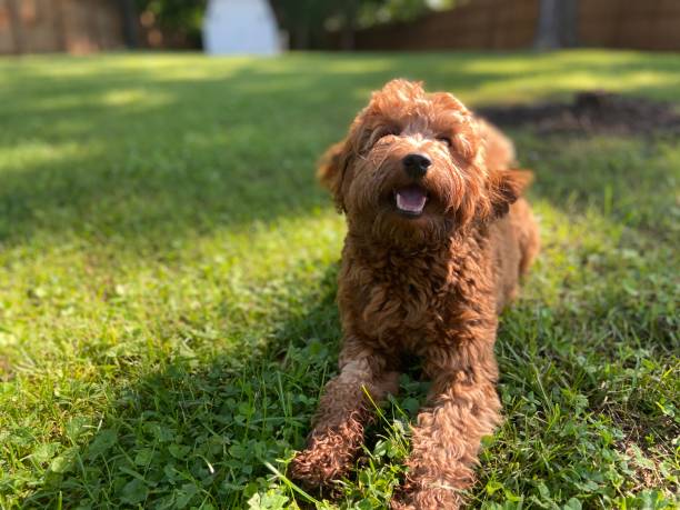 Happy Goldendoodle in the yard Happy Goldendoodle in the yard goldendoodle stock pictures, royalty-free photos & images