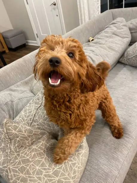Happy Goldendoodle on a sofa