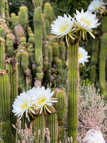 Beautiful cactus flowers in full bloom