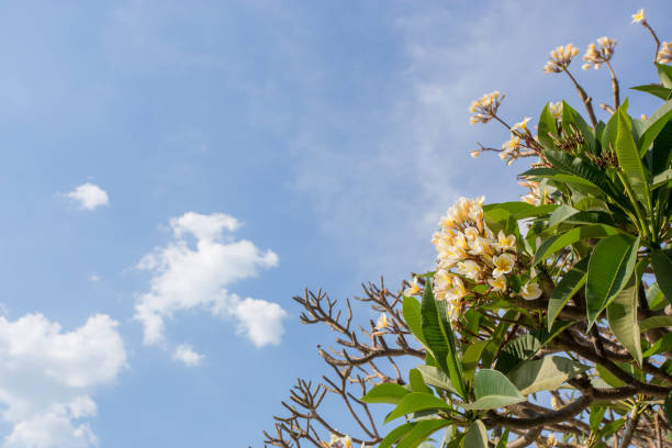 istock Plumeria flower on the tree with beautiful blue sky 1324237725