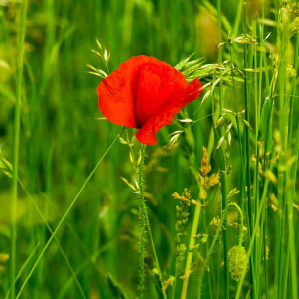 istock Lone red poppy among green grass 1324237781